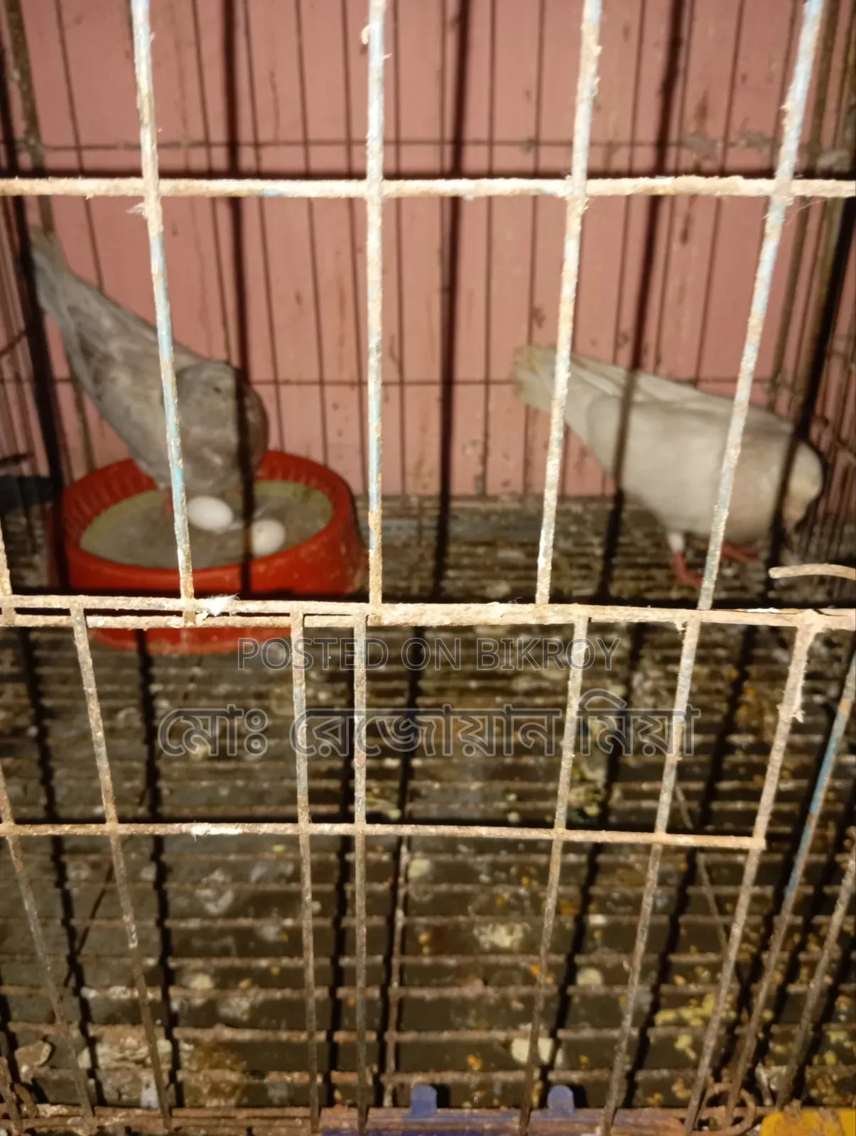 Giribaz Makhsi Running Pair