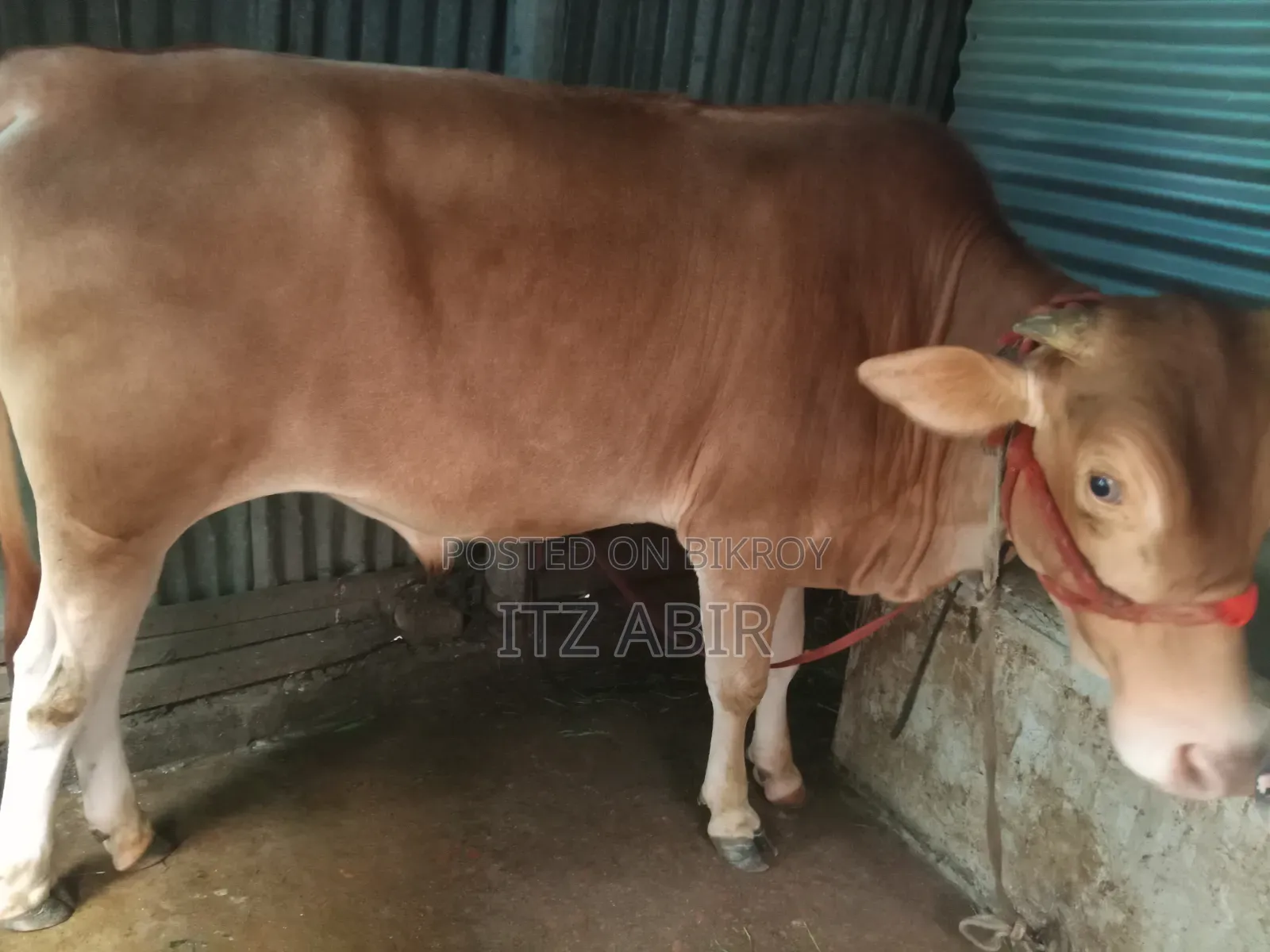 Local Bull