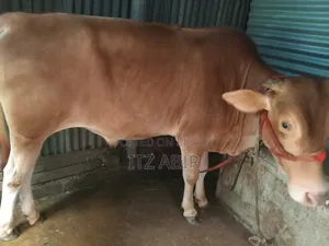 Local Bull