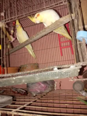 Cockatiel Breeding Pair Lutino