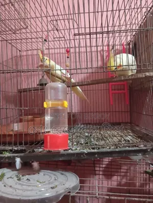 Cockatiel Breeding Pair Lutino