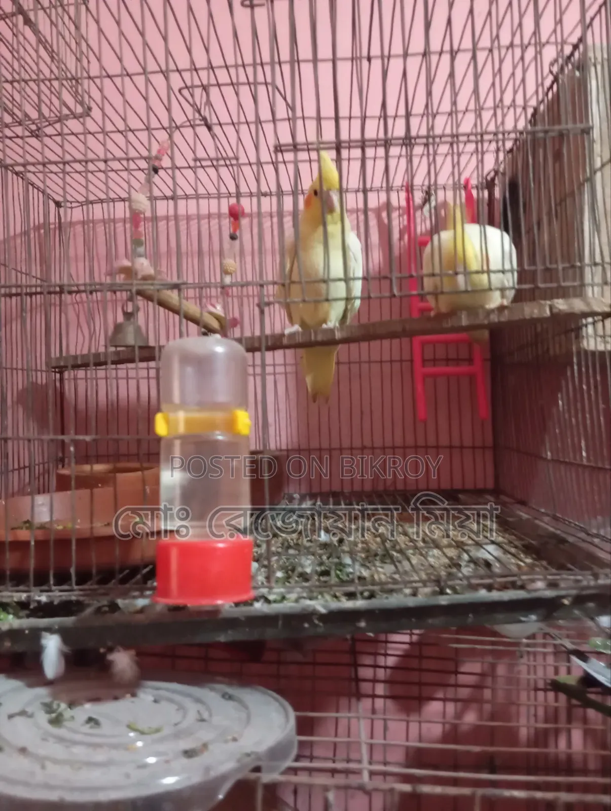 Cockatiel Breeding Pair Lutino
