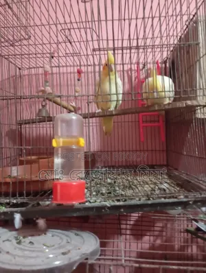 Cockatiel Breeding Pair Lutino