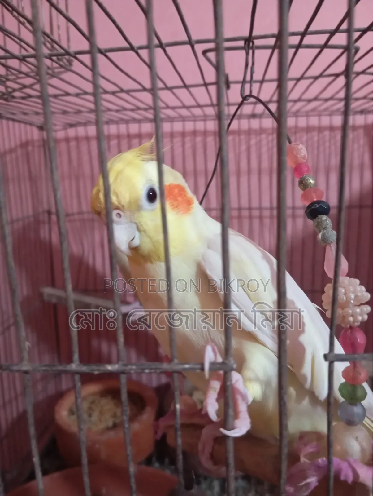 Cockatiel Breeding Pair Lutino