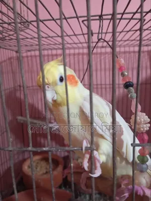 Cockatiel Breeding Pair Lutino