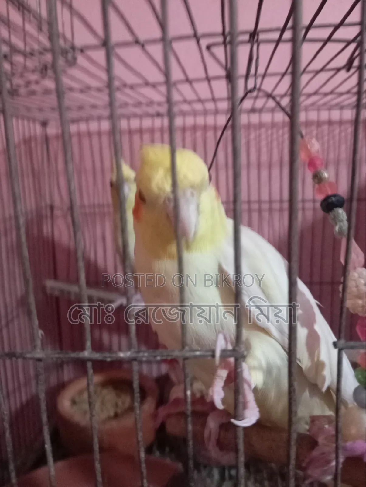 Cockatiel Breeding Pair Lutino