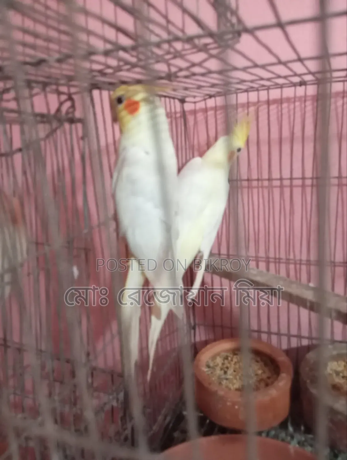 Cockatiel Breeding Pair Lutino