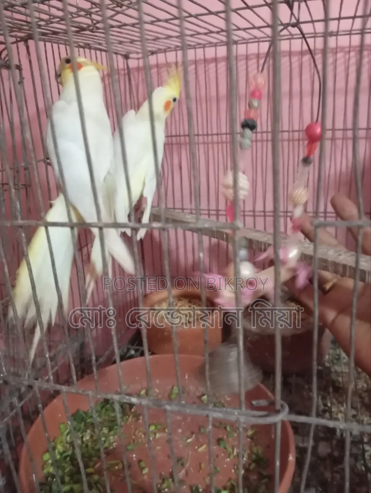 Cockatiel Breeding Pair Lutino