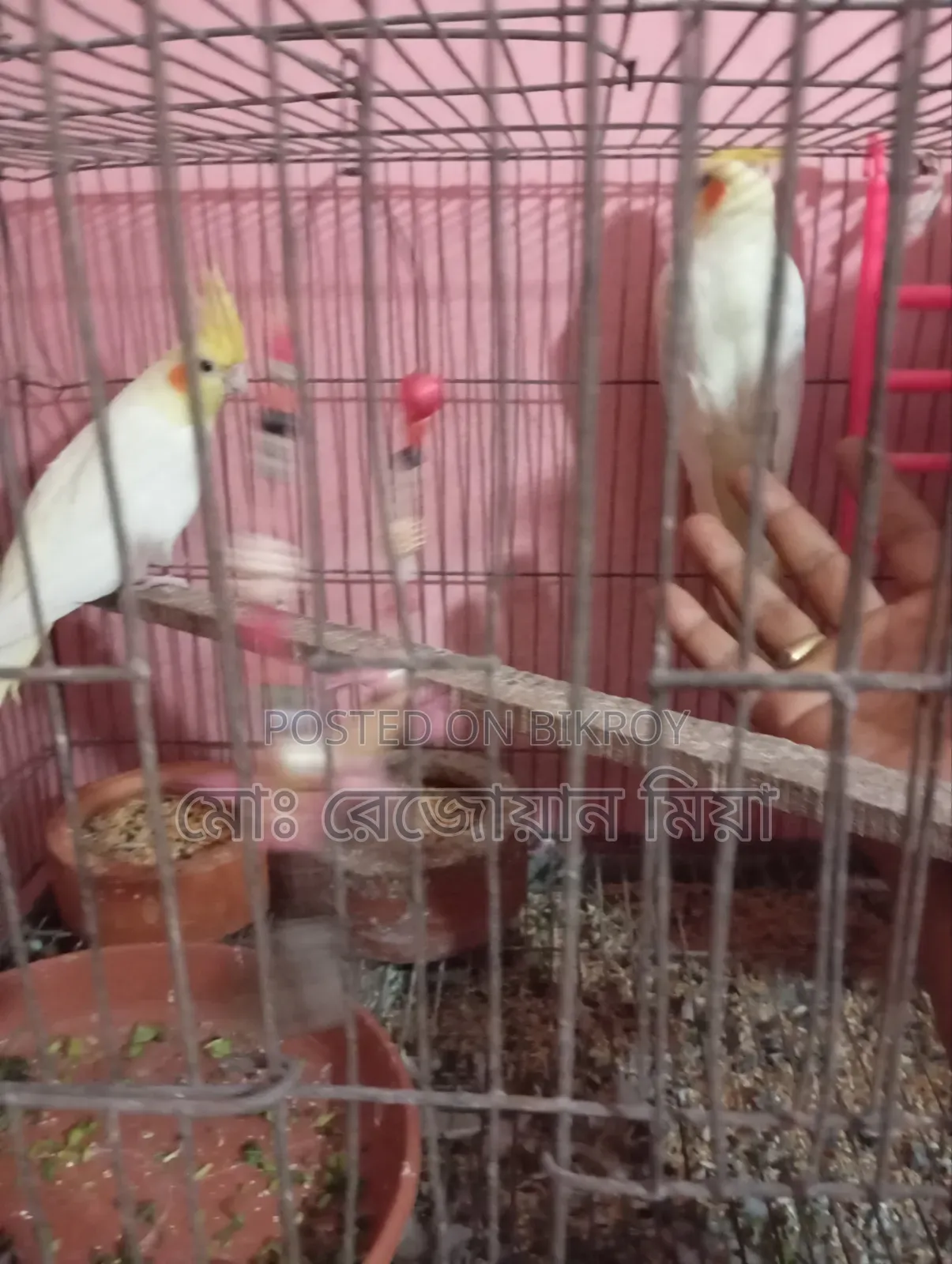Cockatiel Breeding Pair Lutino
