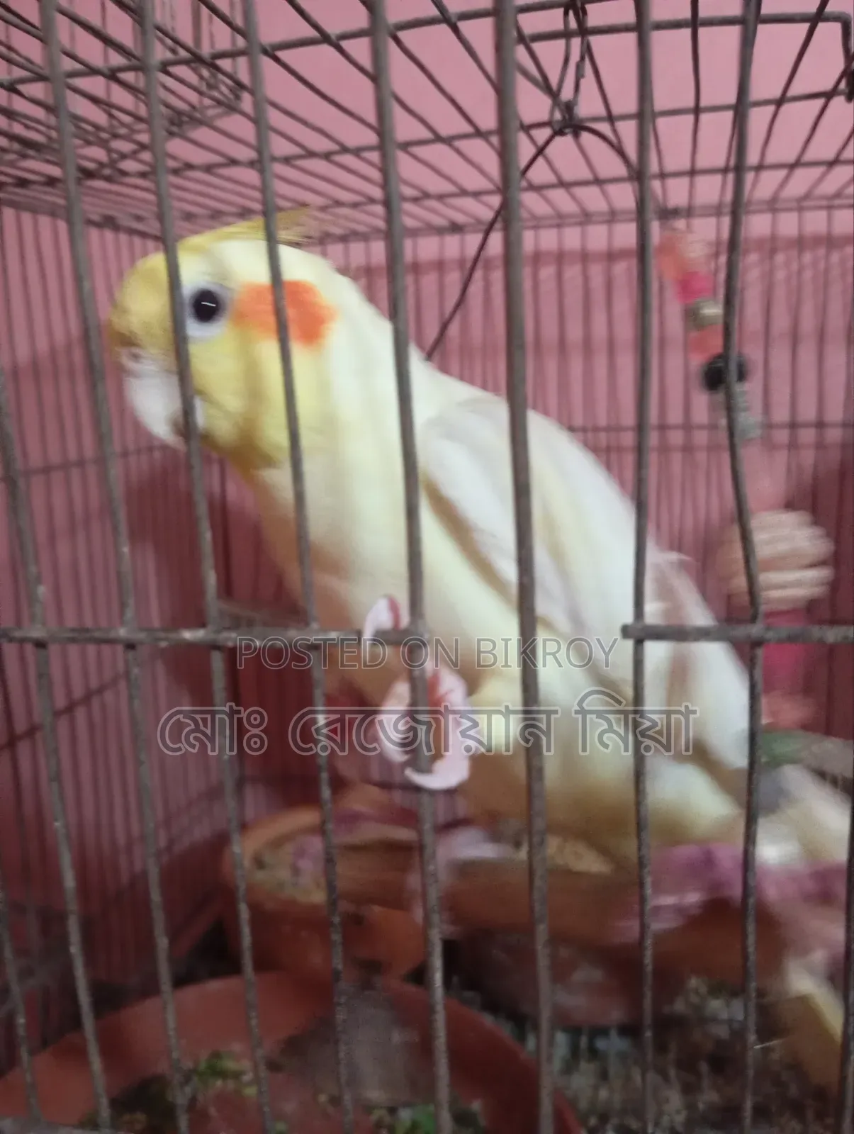 Cockatiel Breeding Pair Lutino