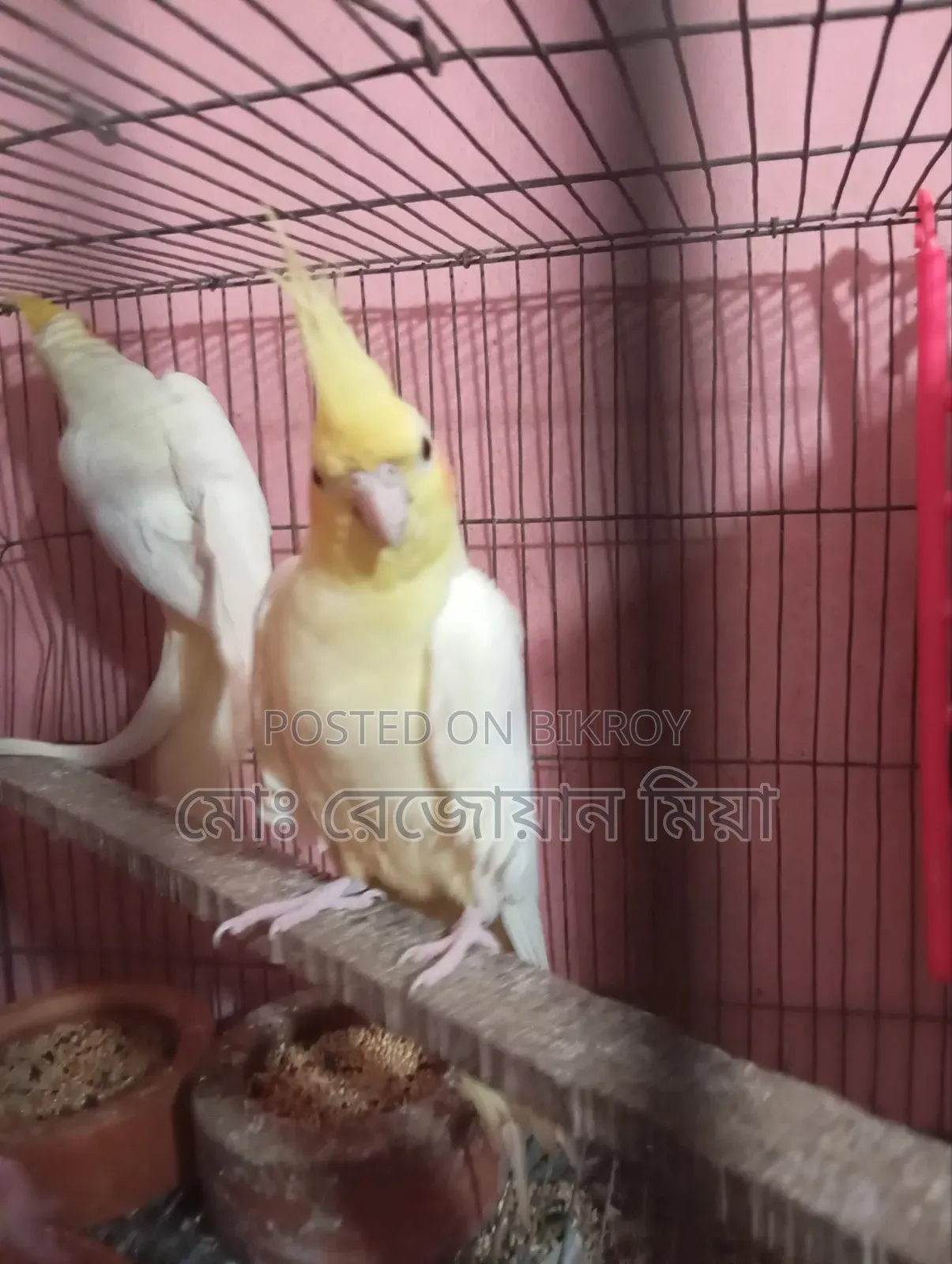 Cockatiel Breeding Pair Lutino