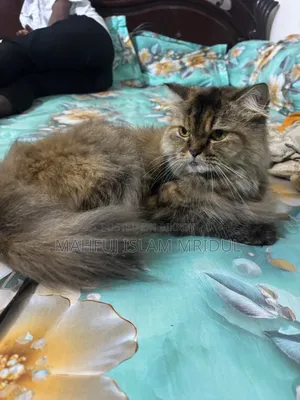 1+ year Female Purebred Persian Cat