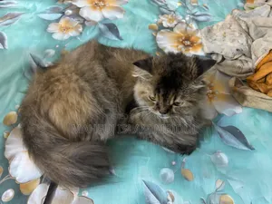 1+ year Female Purebred Persian Cat