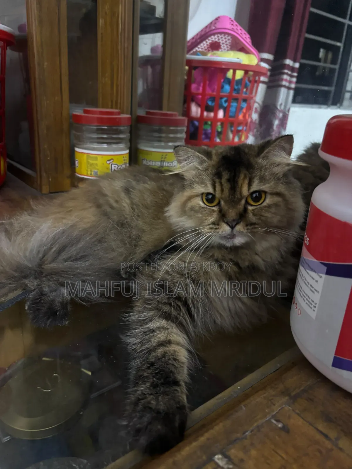 1+ year Female Purebred Persian Cat
