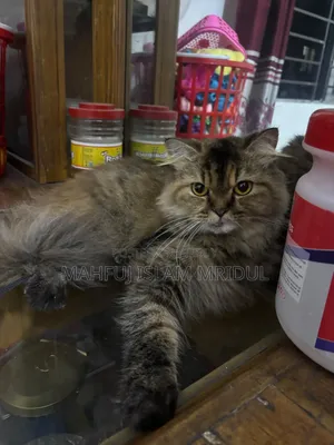 1+ year Female Purebred Persian Cat