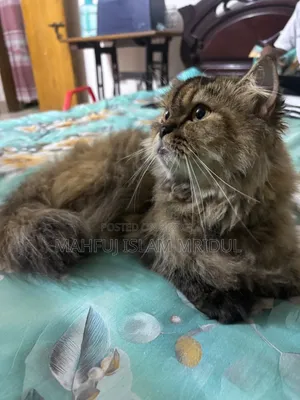 1+ year Female Purebred Persian Cat