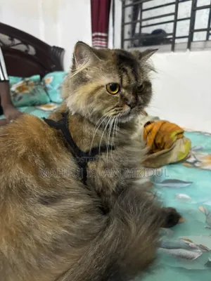 1+ year Female Purebred Persian Cat