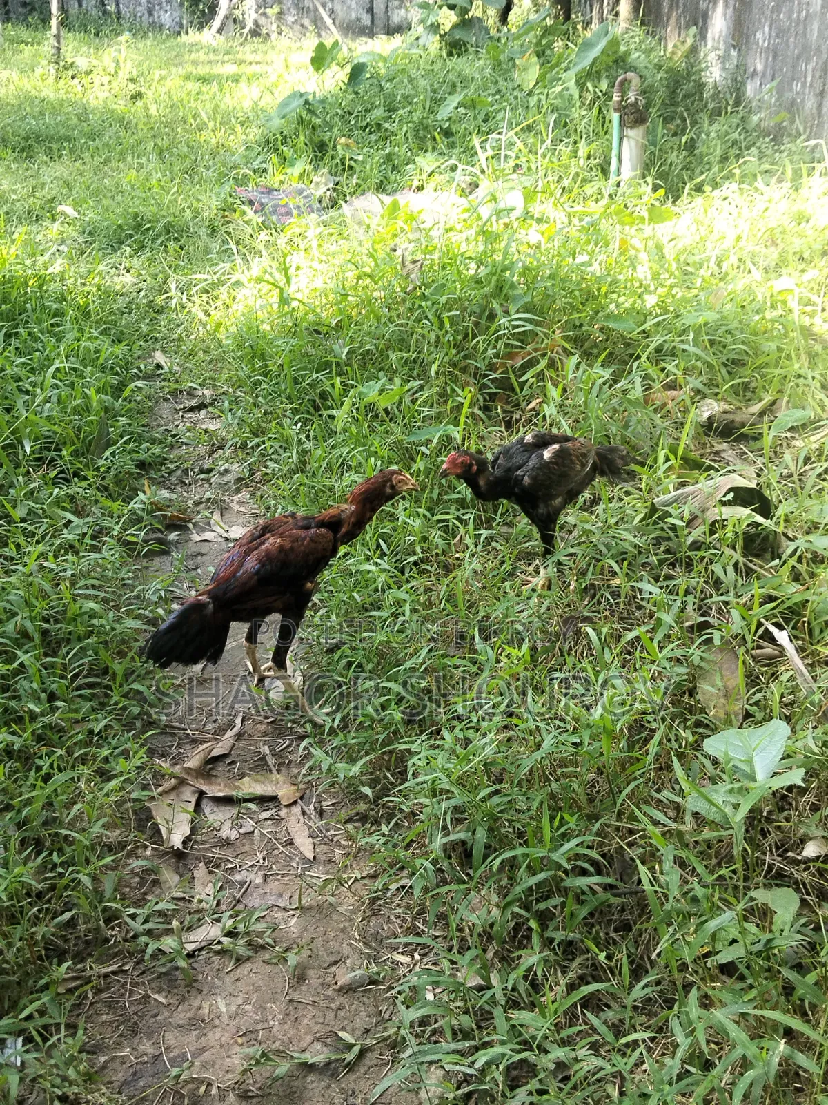 Two Pairs of Soral Partridge/Rooster and Hen
