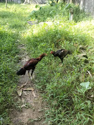 Two Pairs of Soral Partridge/Rooster and Hen