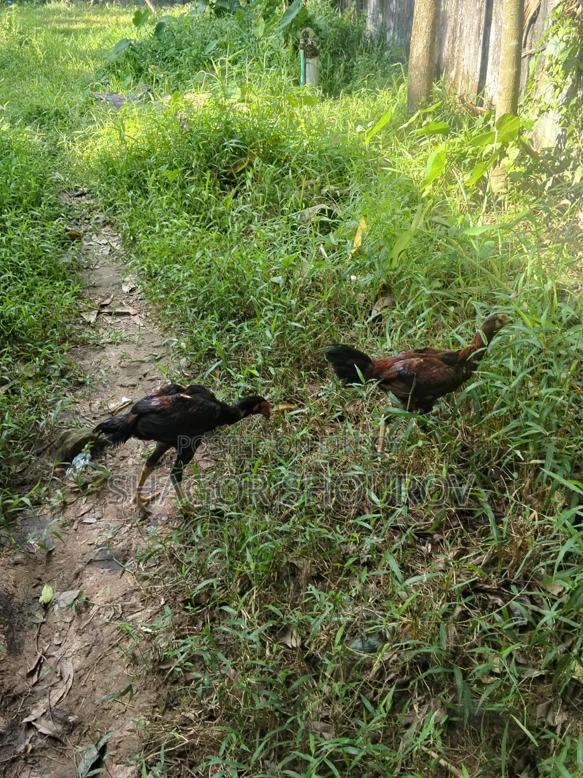 Two Pairs of Soral Partridge/Rooster and Hen