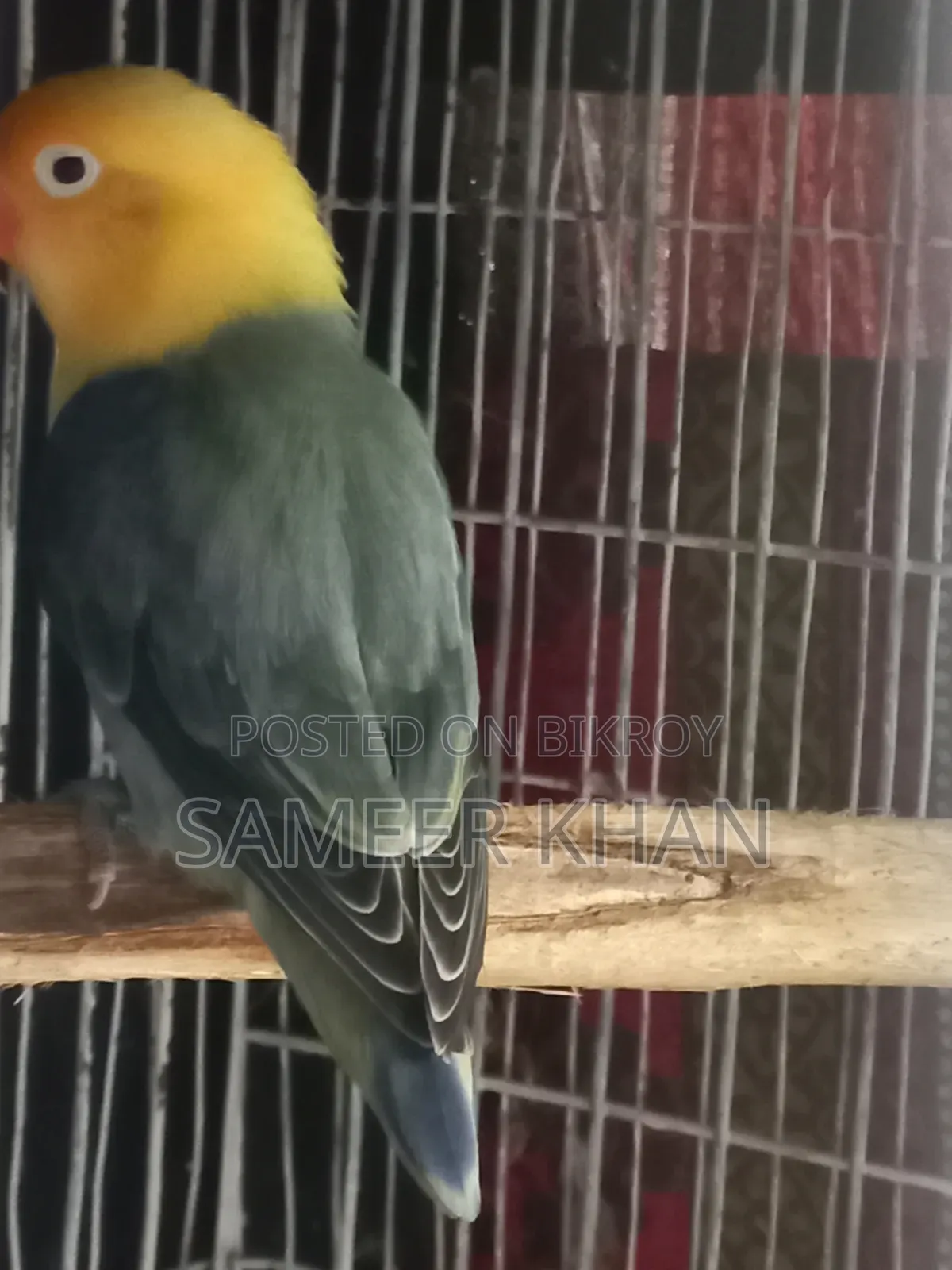 Adult Parblue Female Adult Handover