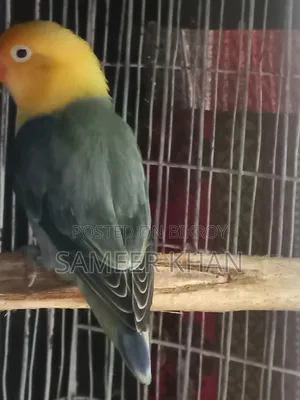 Adult Parblue Female Adult Handover