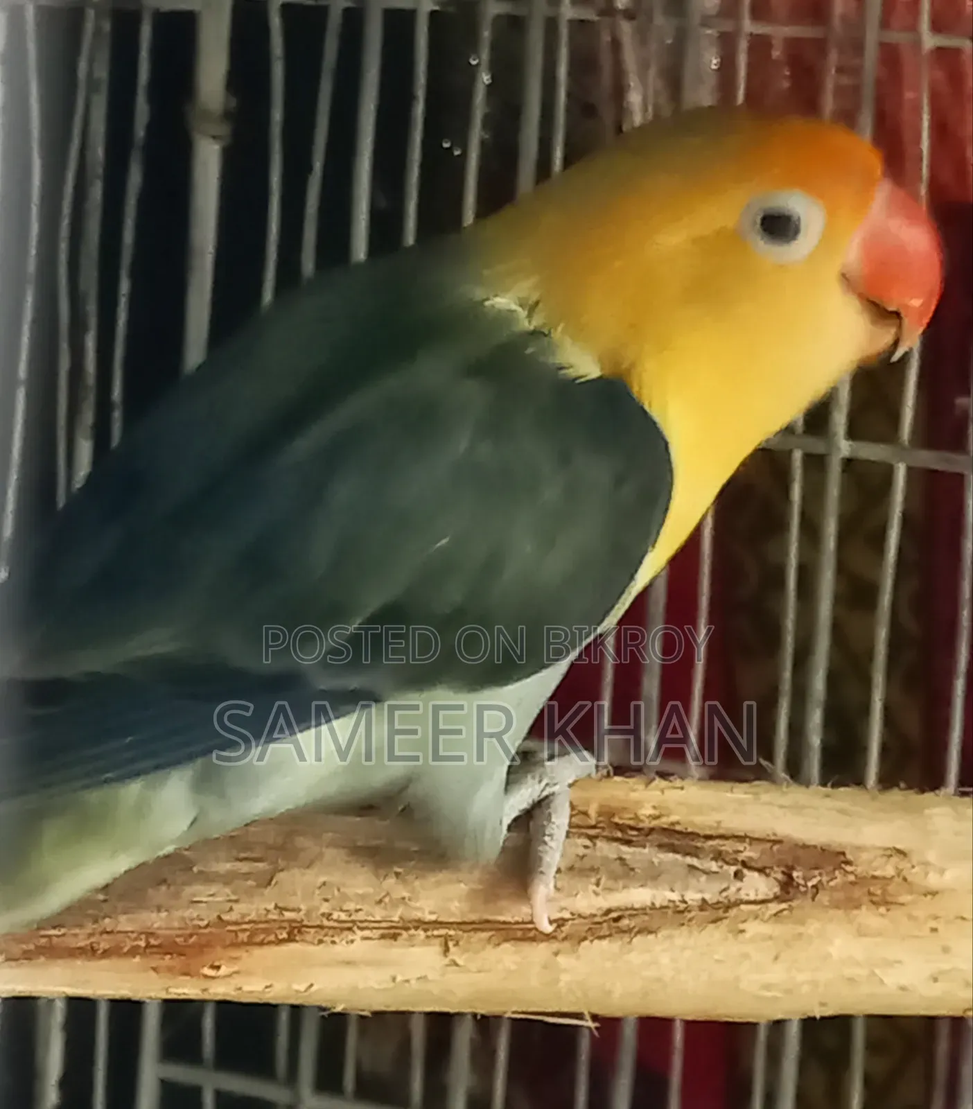 Adult Parblue Female Adult Handover