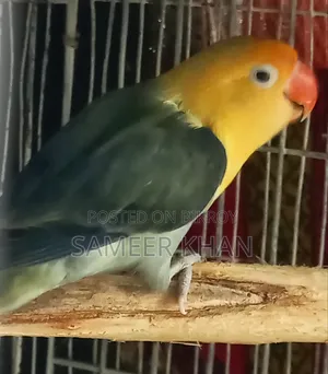 Adult Parblue Female Adult Handover