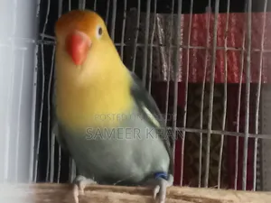 Adult Parblue Female Adult Handover