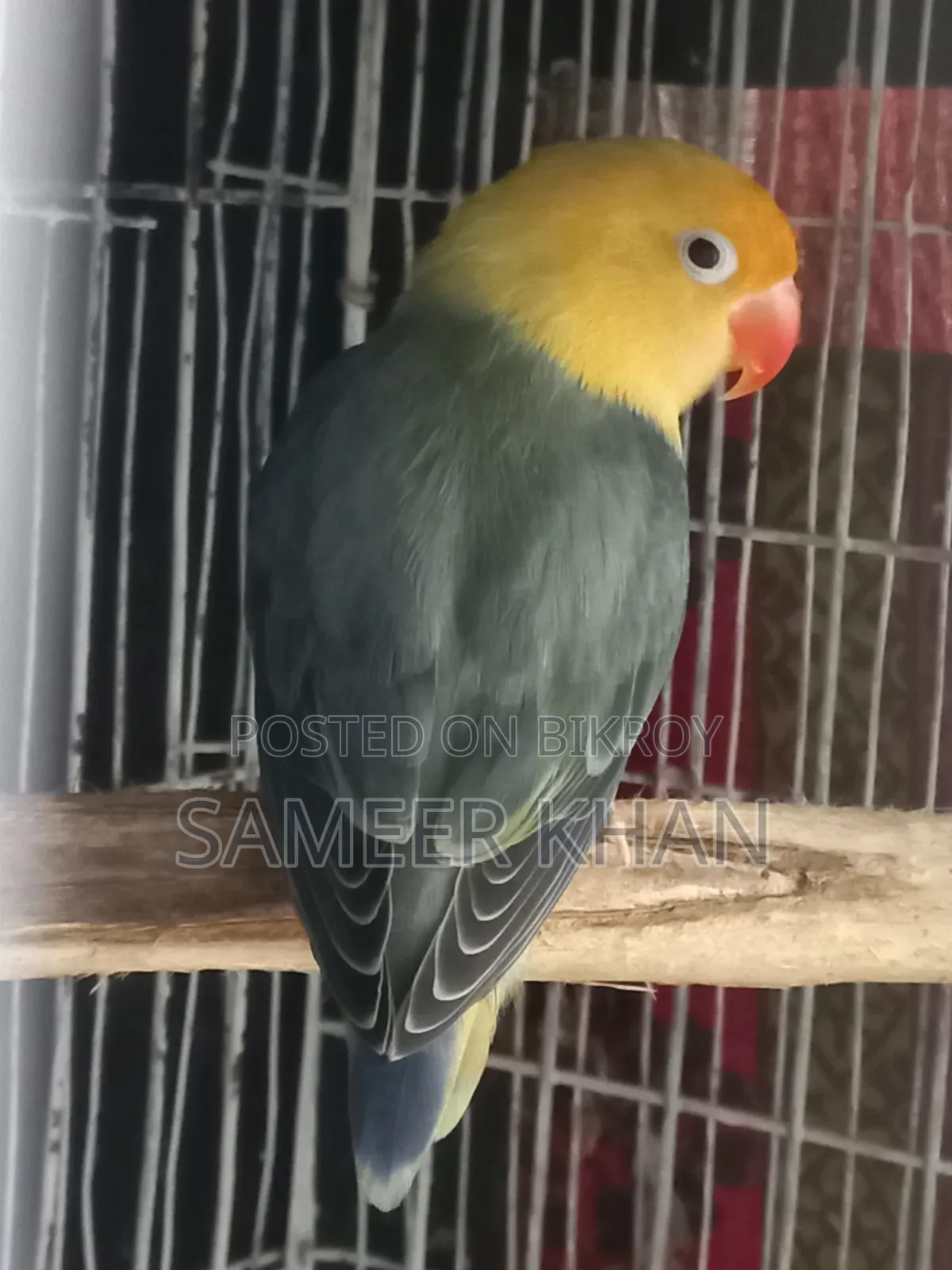 Adult Parblue Female Adult Handover