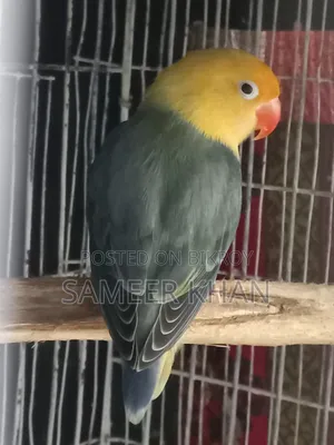 Adult Parblue Female Adult Handover