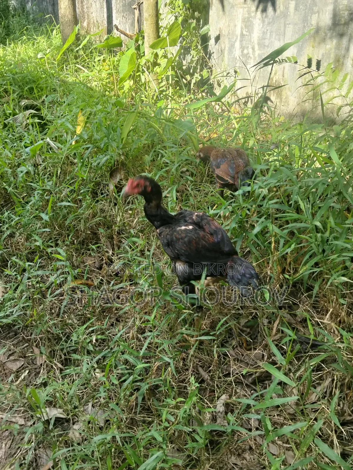 Two Pairs of Soral Partridge/Rooster and Hen