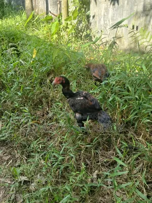 Two Pairs of Soral Partridge/Rooster and Hen