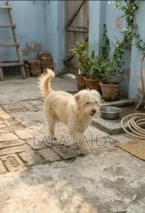 1+ year Female Purebred Lhasa Apso