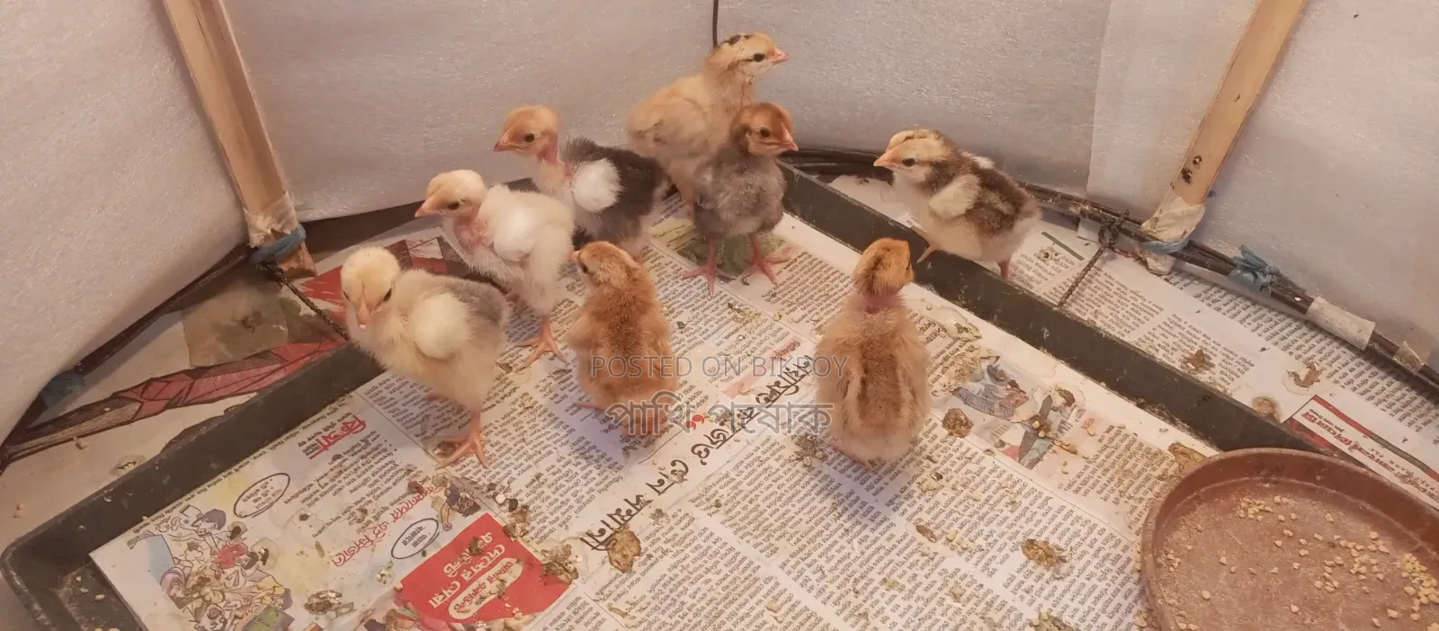 Pure Desi Chickens