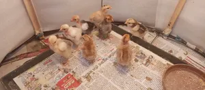 Pure Desi Chickens