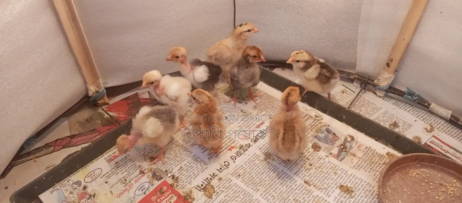Pure Desi Chickens