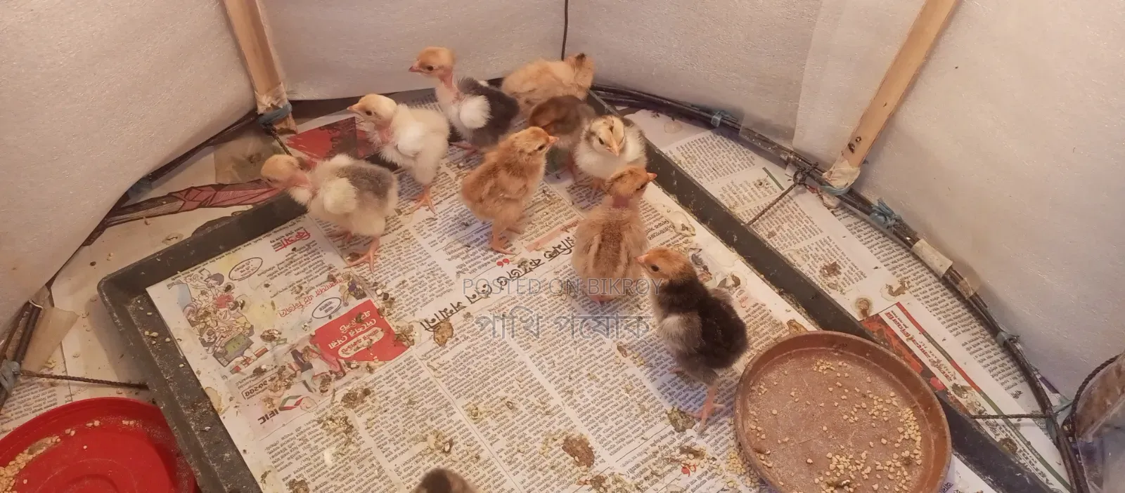 Pure Desi Chickens