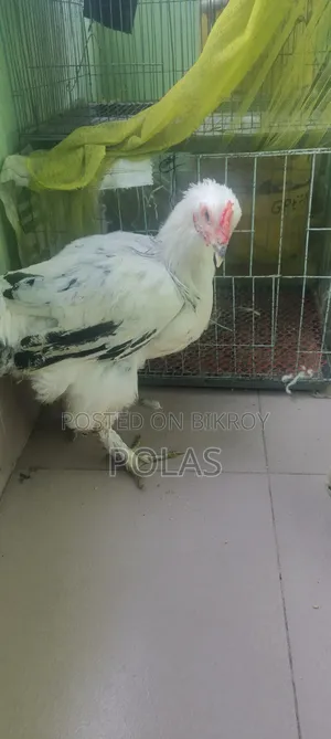 Brahma Chicken