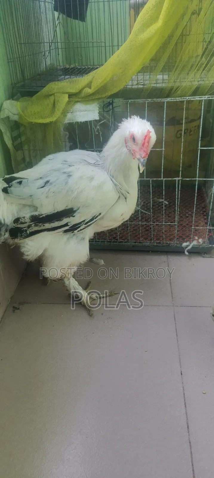 Brahma Chicken