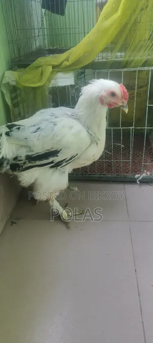 Brahma Chicken