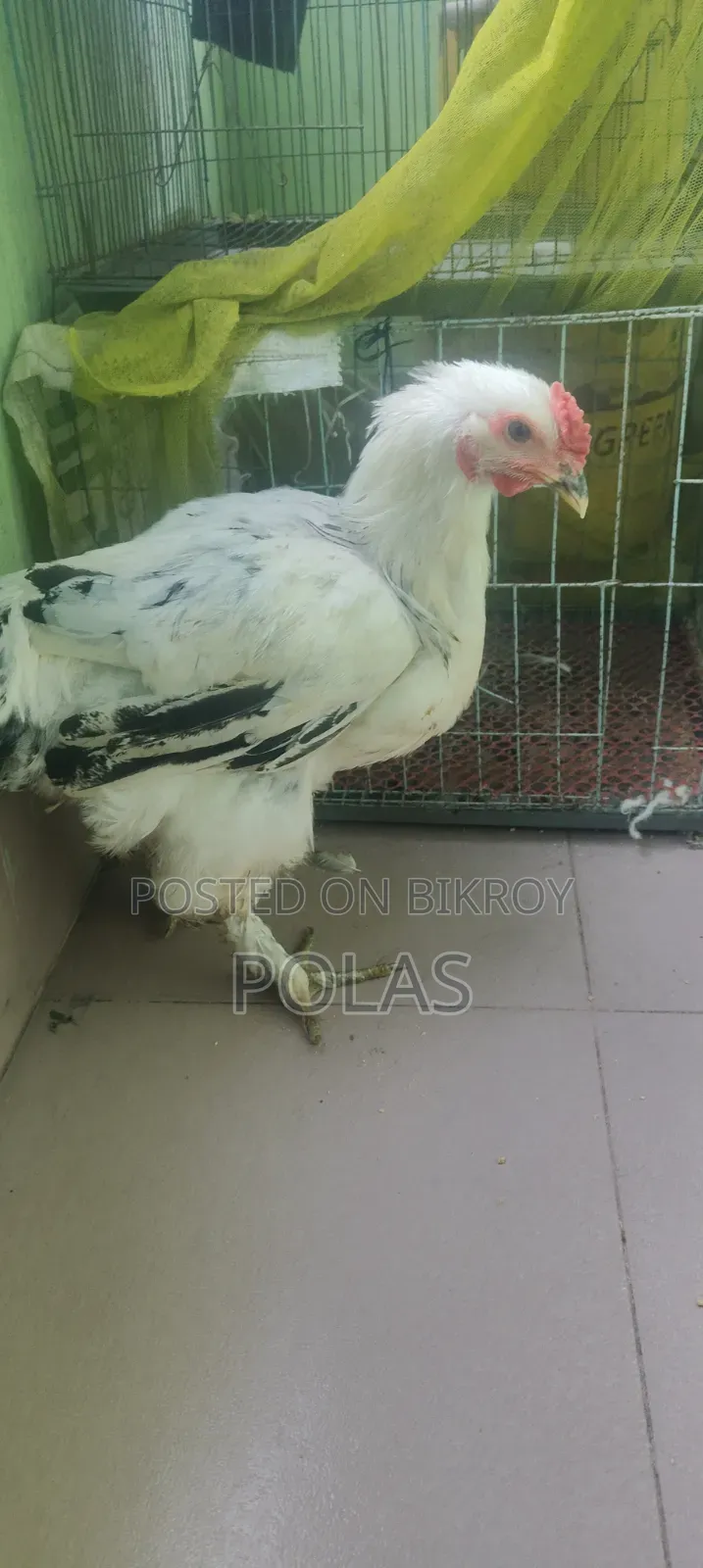 Brahma Chicken