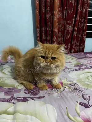 1+ year Female Purebred Persian