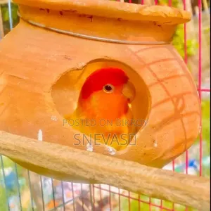 Yellow Fisher Love Birds
