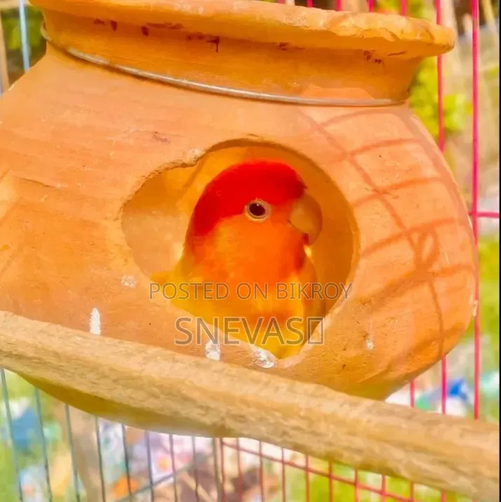 Yellow Fisher Love Birds
