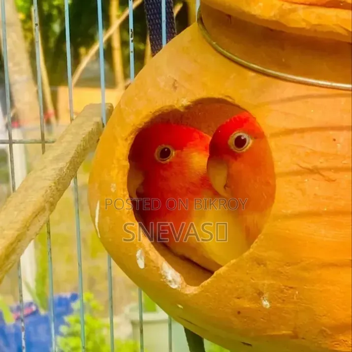Yellow Fisher Love Birds
