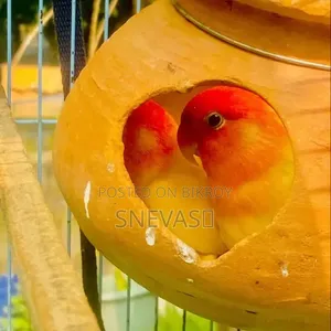 Yellow Fisher Love Birds