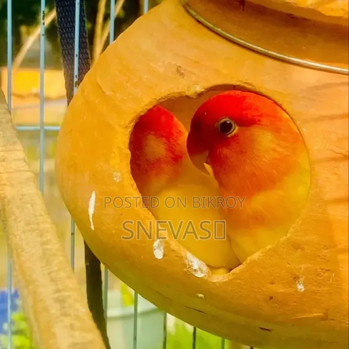 Yellow Fisher Love Birds