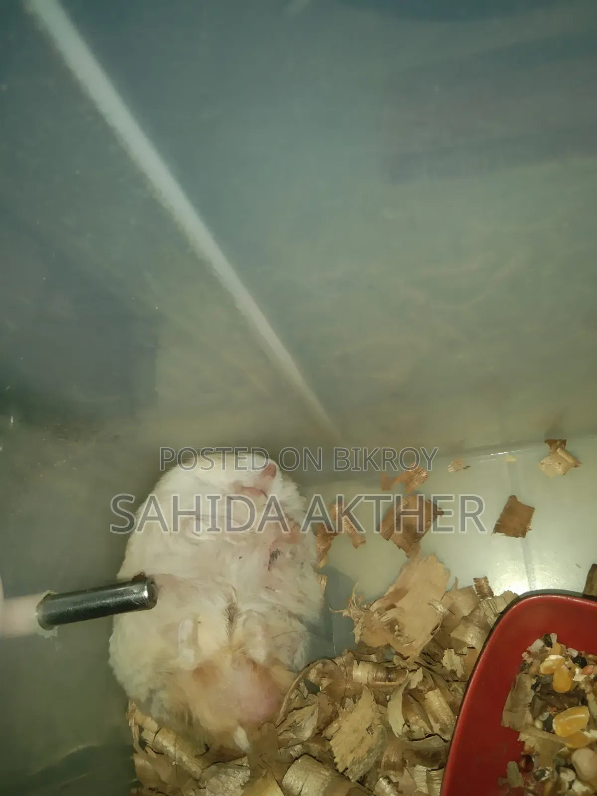 Winter White Hamster