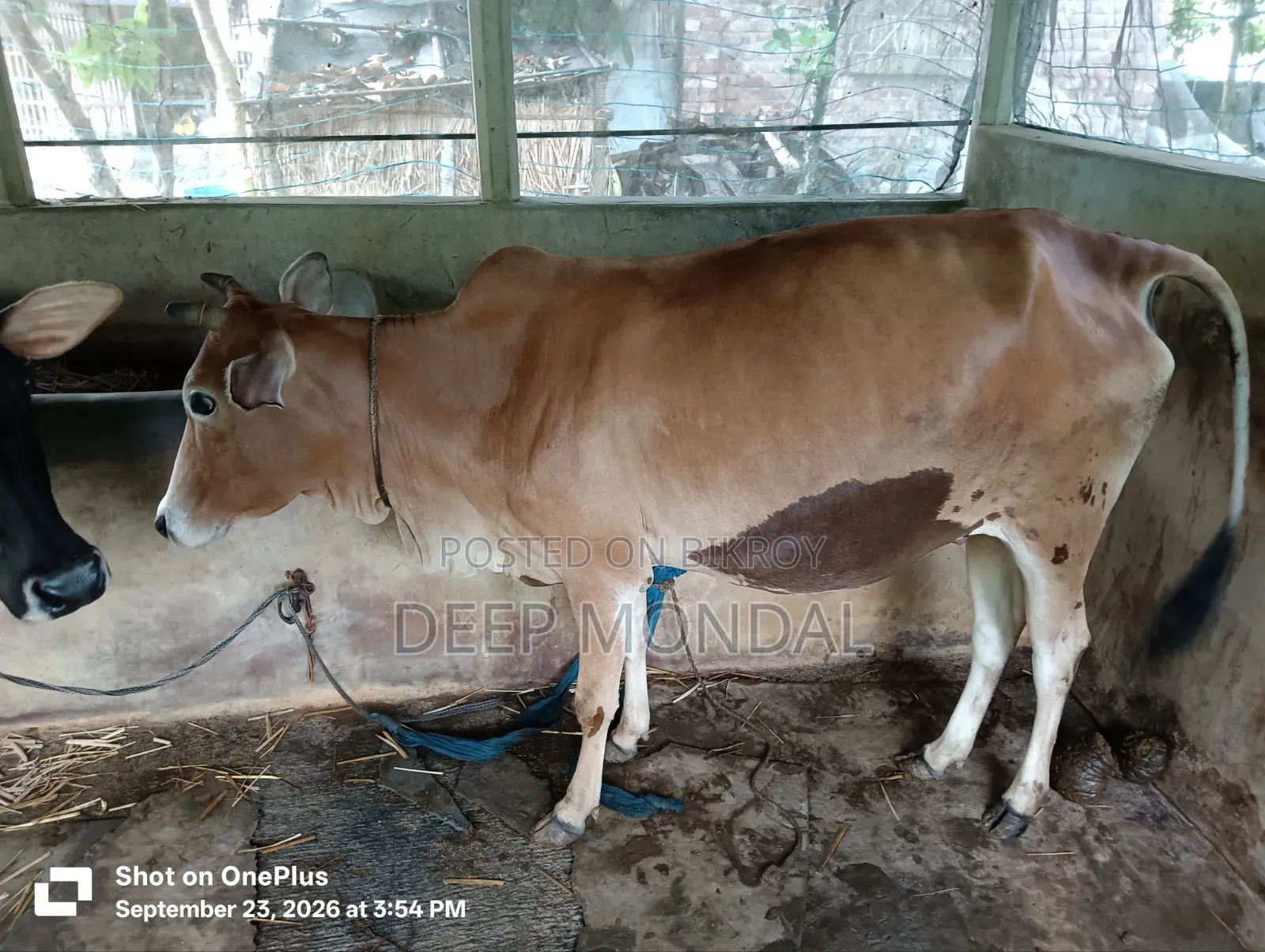 Cow for sale.